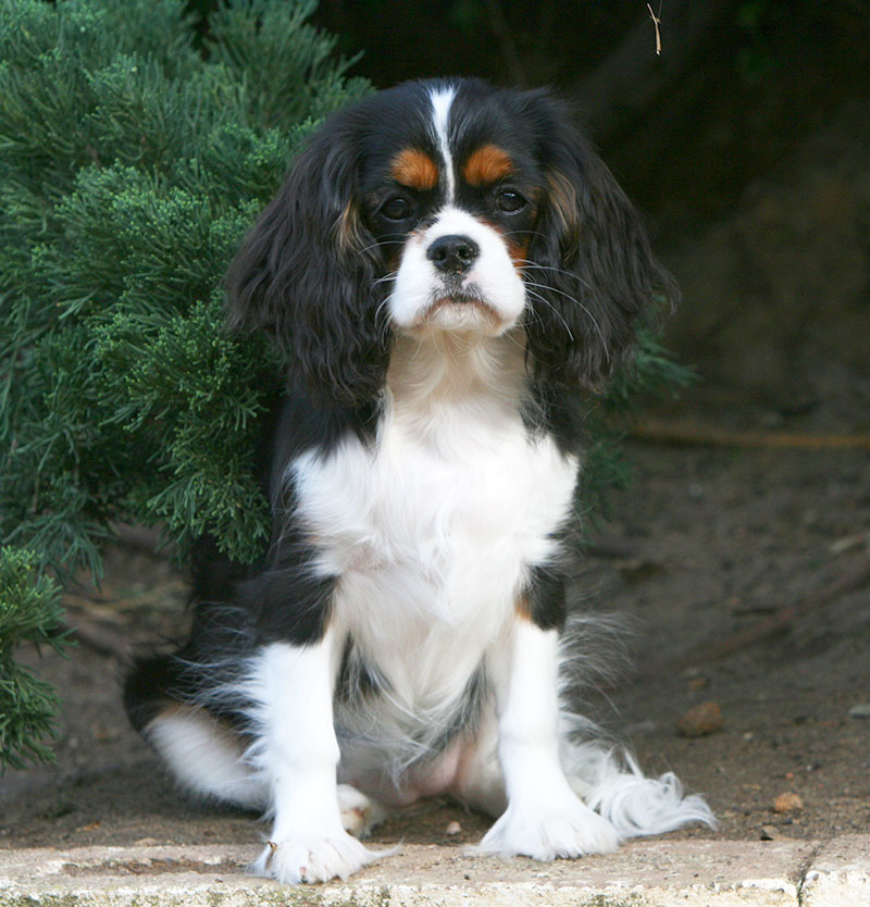 Coco