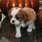 Eden as a puppy