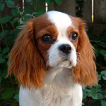 Camilla as a pup