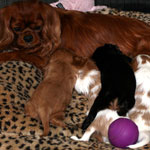 Delilah and pups
