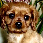 Delilah as a pup