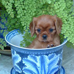 Eden as a puppy
