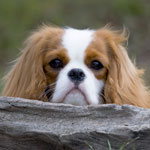 Lacey behind a log