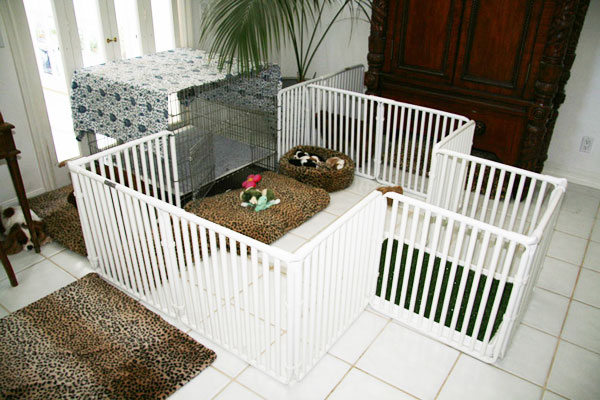 Puppy Area
